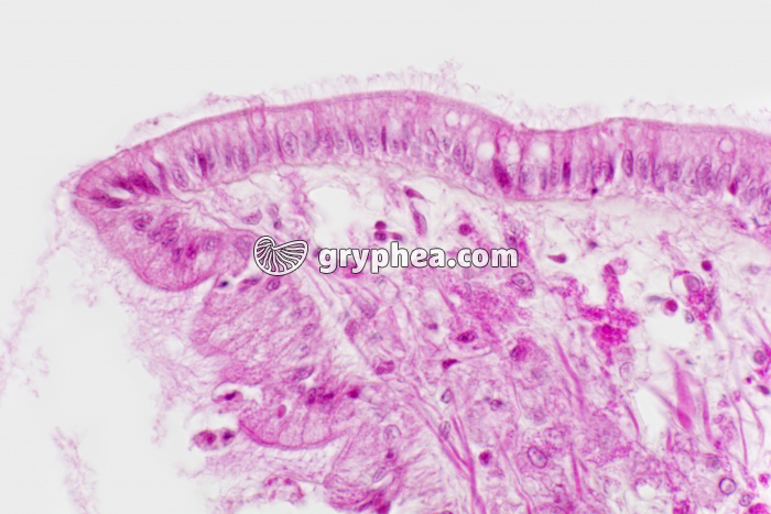 Epithélium cilié de Moule (branchie) x100 - gryphea.org